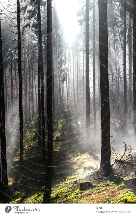 mystik Umwelt Natur Landschaft Sonnenaufgang Sonnenuntergang Schönes Wetter Nebel Pflanze Baum Gras Wald hell natürlich Gelassenheit geduldig ruhig Hoffnung