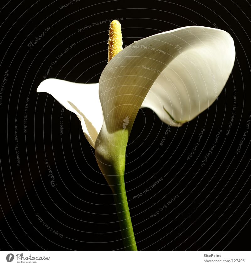 Calla weiß Blume Blüte schwarz nobel edel elegant black white flower nice beautiful wunderful kingly zantedeschia