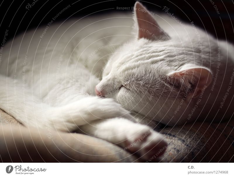 Gino I Fell weißhaarig Haustier Katze 1 Tier Erholung schlafen Glück Tierliebe Gelassenheit ruhig niedlich weich Müdigkeit weiße Katze Katzenohr Farbfoto