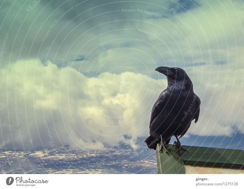 Maskottchen | Hexenschätzchen Tier Wildtier Vogel Rabenvögel 1 beobachten festhalten Blick sitzen blau Wolken Landschaft Überblick überblicken Stadt hoch oben