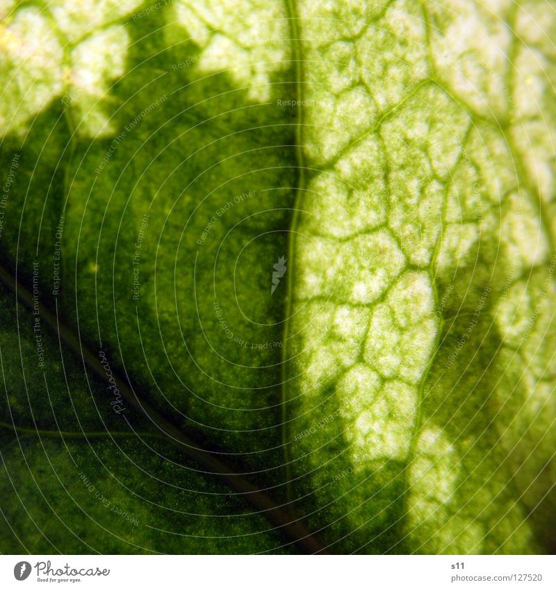EfeuBlatt Ranke Pflanze gegen Gegenlicht Licht Gefäße grün weiß Baum faszinierend hell Arterien Muster Botanik Makroaufnahme Nahaufnahme Kraft Efeublatt Natur