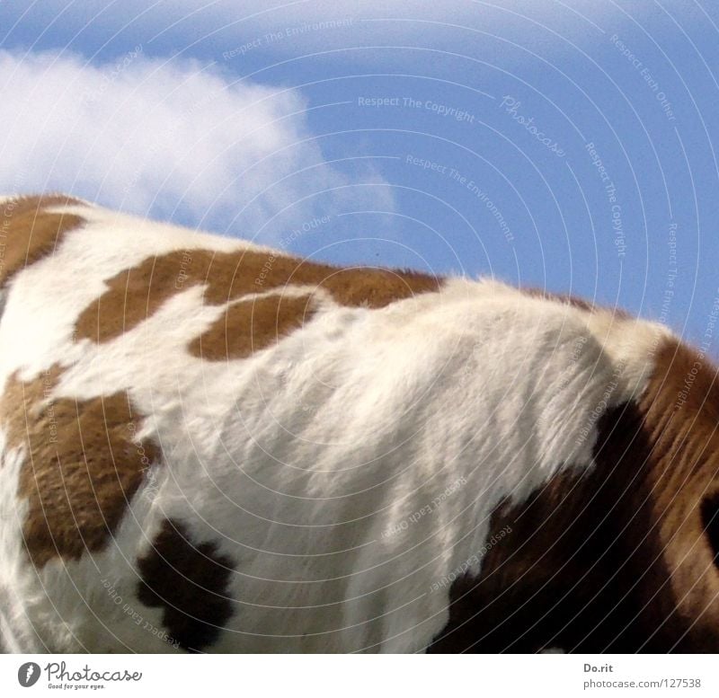 ein schöner Rücken... Farbfoto Außenaufnahme Nahaufnahme Muster Menschenleer Textfreiraum unten Tag Schatten Sonnenlicht Zentralperspektive Tierporträt