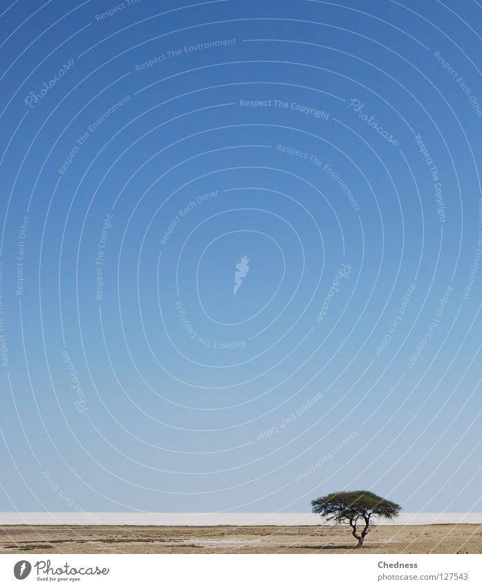 Salzpfanne Baum grün weiß braun trocken Dürre Einsamkeit gleißend Mittag Horizont Physik heiß glühend Afrika Namibia Wasserstelle Wüste Erde Sand Stein