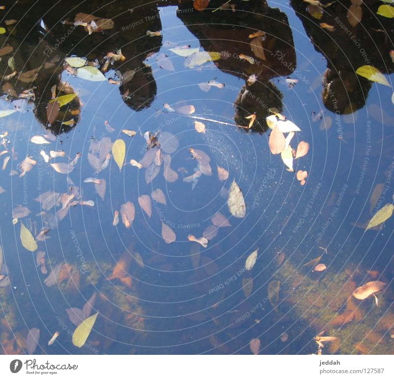 back to nature 4 Spiegelbild nass Brunnen Tiefgang Zusammensein Blatt Herbst Licht ruhig Bach Vergänglichkeit Wasser Mensch Natur Aussicht Leben Kopf drecksloch