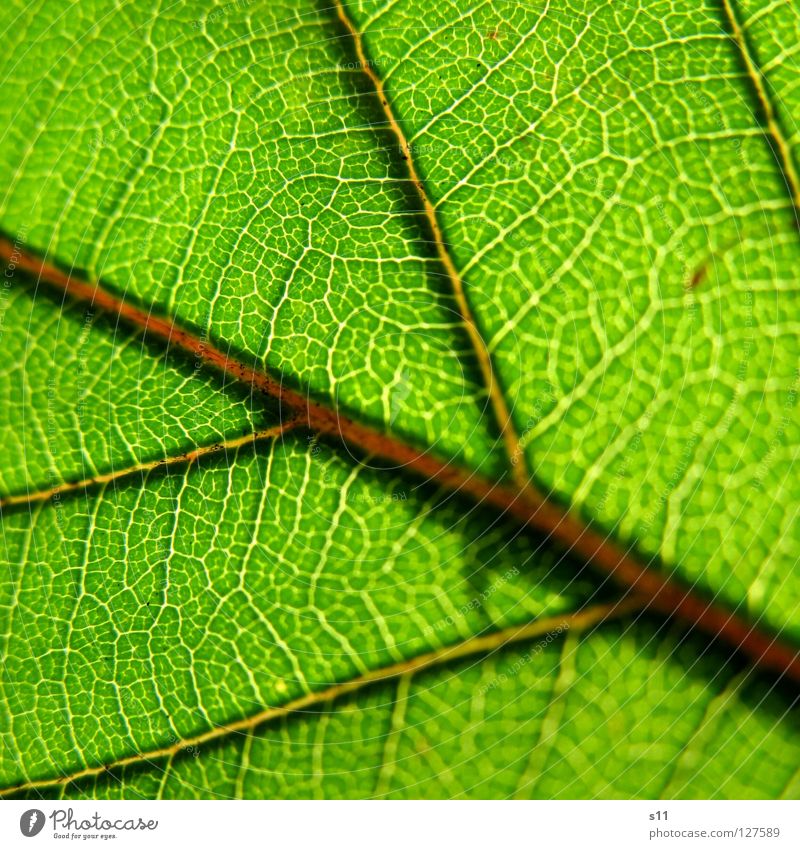 GreenLife Blatt Brombeerbusch Brombeerblätter Frühling frisch Pflanze gegen Gegenlicht Licht Gefäße grün weiß Baum faszinierend hell Arterien Muster Botanik