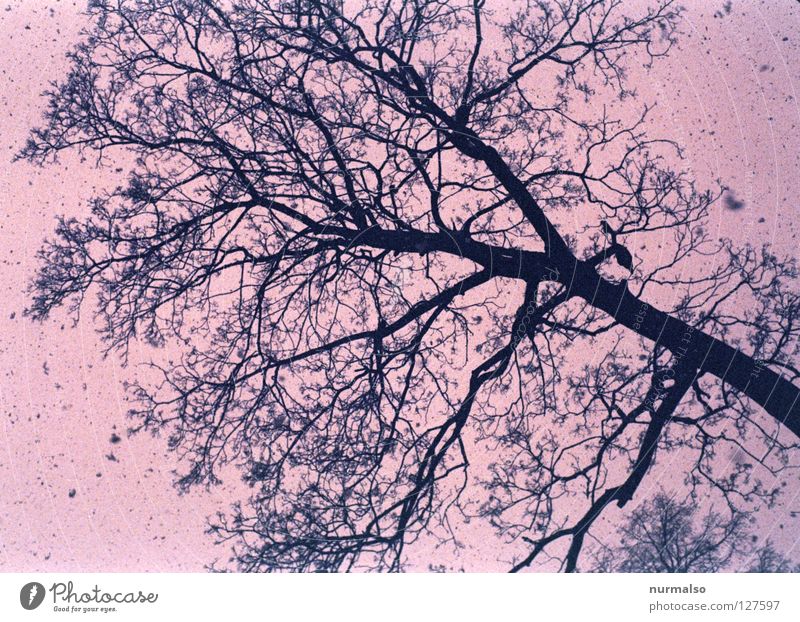 Pink Snow Baum rosa Märchen vorlesen Hinterhof Allee Winter kalt Blatt laublos Flocke Schneefall frieren Mantel Mütze Schal Schneemann Schneeballschlacht