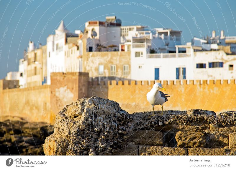 "Wo ist die Stadt?" Umwelt Natur Himmel Wolkenloser Himmel Wetter Schönes Wetter Felsen Küste Essaouira Marokko Hafenstadt Stadtrand Altstadt Skyline Haus