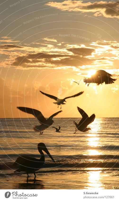 Floridabirds Sonnenuntergang Strand Vogel Pelikan Möwe Meer Himmel USA Bids Vacation Seagulls Water Ocean