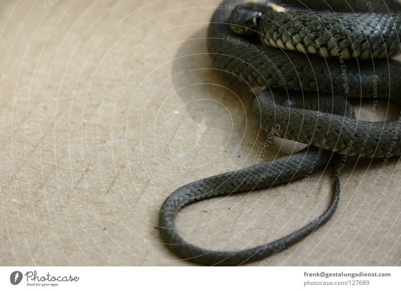 Ge-Ringelnatter Tier beobachten Angst Gift gestreift Panik Schlange verstecken beweglich