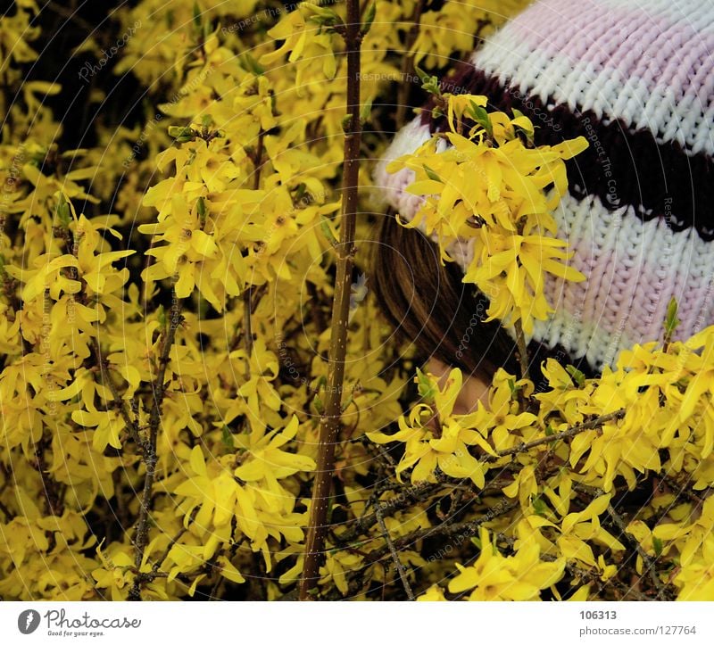 SCHNÜFFLER Forsithie Pflanze gelb Blüte Geruch Frühling Frau Sträucher spionieren begutachten Gefühle geheimnisvoll Nationale Sicherheit Versuch anziehen