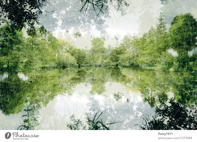 The Lake Landschaft Wasser Frühling Sommer Baum Wald Seeufer Teich natürlich grün weiß ästhetisch Zufriedenheit geheimnisvoll Natur ruhig Symmetrie Umwelt