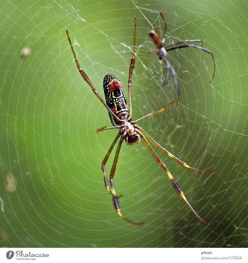 ein ungleiches Paar Spinne Spinnennetz Tier Wildnis gefährlich Vergänglichkeit Herz-/Kreislauf-System töten Fressen fangen fatal dominant gefangen Gift grün