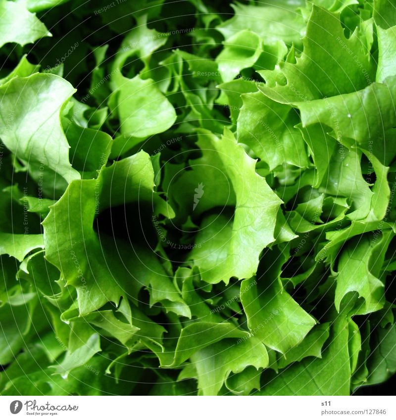 Salat Lebensmittel Gemüse Salatbeilage Ernährung Bioprodukte Vegetarische Ernährung Gesundheit Sommer Erdöl frisch lecker grün Appetit & Hunger Salatblatt