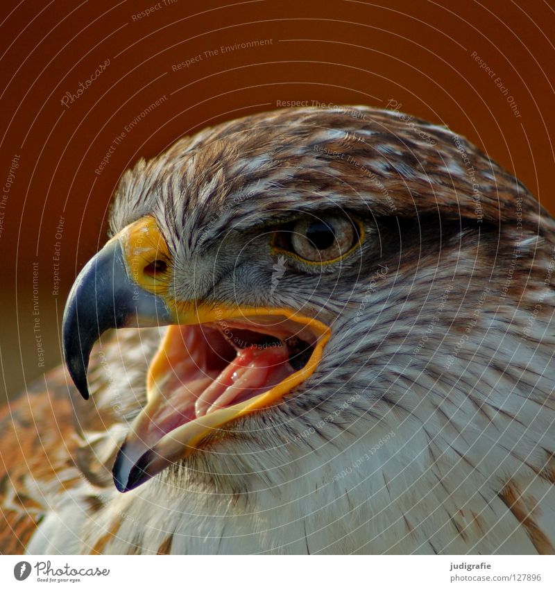 Adler Bussard Vogel Greifvogel Schnabel Feder Ornithologie Tier schön schreien Farbe königsraufußbussard Stolz Blick Auge