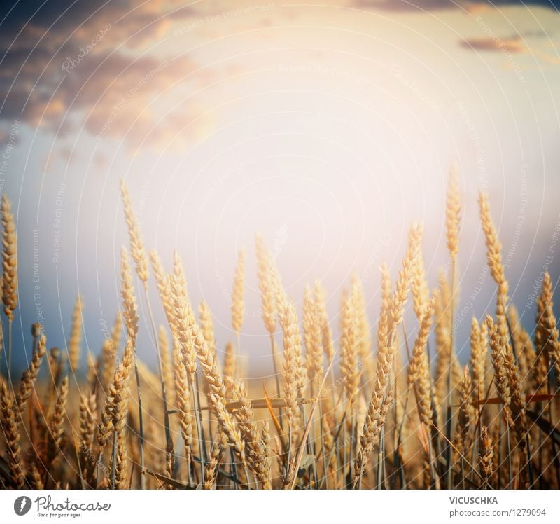 Getreide Feld Lifestyle Design Gesunde Ernährung Natur Landschaft Himmel Horizont Sonnenaufgang Sonnenuntergang Sonnenlicht Sommer Herbst Schönes Wetter Pflanze
