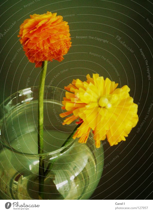 für Oma Astern Tagetes Blume Blüte dunkel gelb grün Blumenstrauß Vase Dekoration & Verzierung Überraschung schön Wohnung Pflanze Entertainment Schatten orange