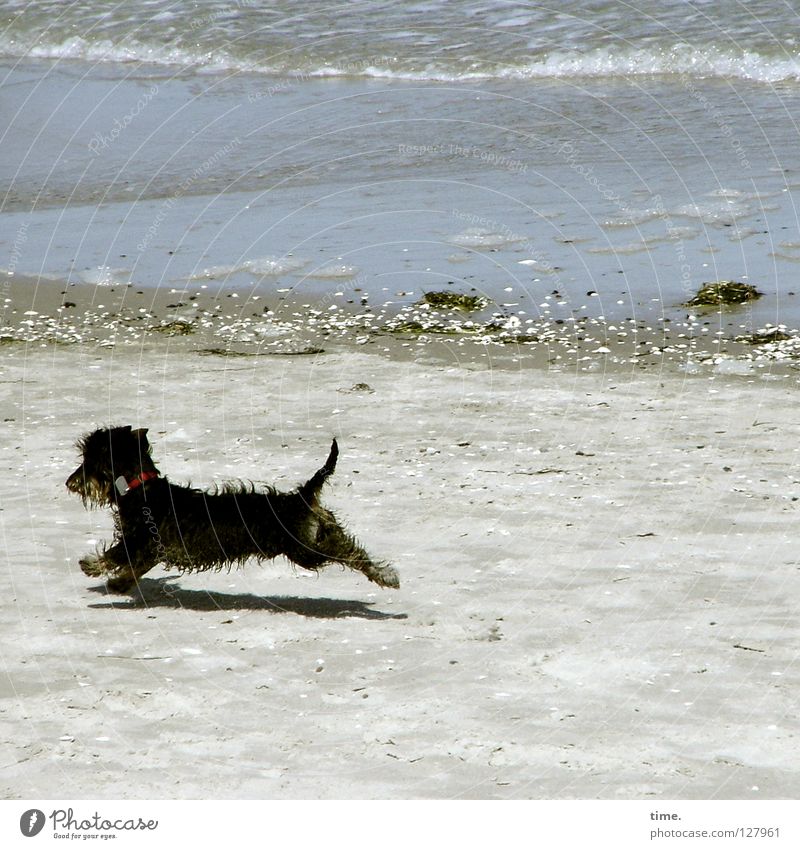 Strandwart Hund Dackel Meer Weststrand Kies Gischt Wellen klein toben Spielen Freude Küste Pirsch Sand Ostsee Stein laufen rennen Jagd Wasser Begeisterung