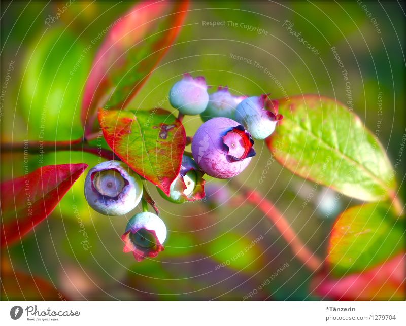 Unreif, aber schön III Natur Pflanze Sommer Sträucher "Frucht Heidelbeere Blaubeere" Garten genießen Wachstum frisch Gesundheit saftig mehrfarbig Leben Farbfoto