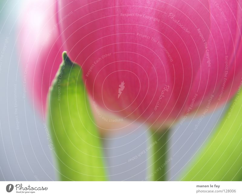 Rosa Blume Tulpe rosa violett grün Hintergrundbild Unschärfe Frühling Sommer Blüte Blütenkelch Niederlande zerbrechlich Makroaufnahme Nahaufnahme blau elegant