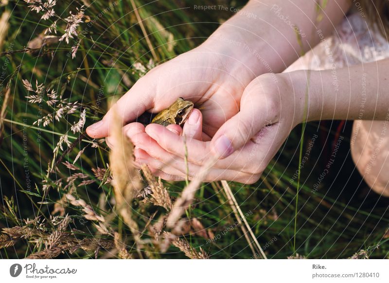 Vielleicht ein Prinz. Hand Umwelt Natur Pflanze Tier Sommer Gras Wiese Frosch Tiergesicht 1 beobachten berühren entdecken natürlich Vertrauen Sympathie