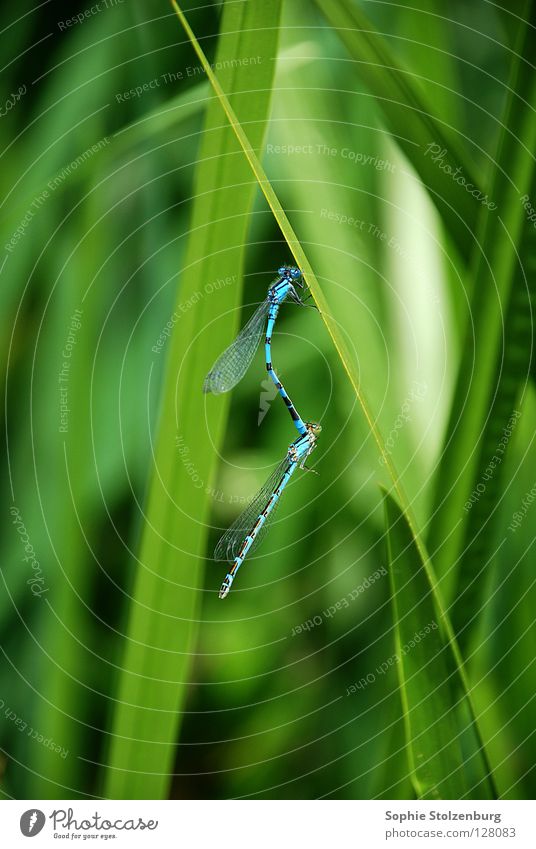 Libellen in love Insekt Fortpflanzung grün Natur blau Makroaufnahme paarweise Tierpaar