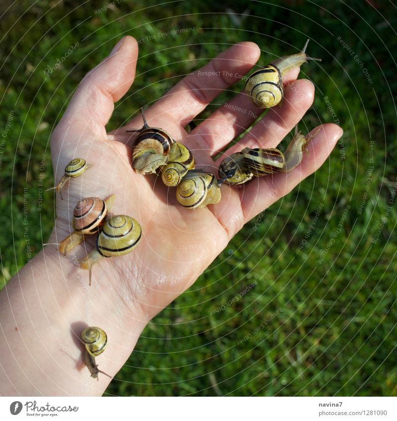 Versammlungsende Blüte Garten Tier Schnecke Tiergruppe Blühend Ekel schneckenkorn schleimig Hand flüchten Ärger Arbeit & Erwerbstätigkeit Appetit & Hunger