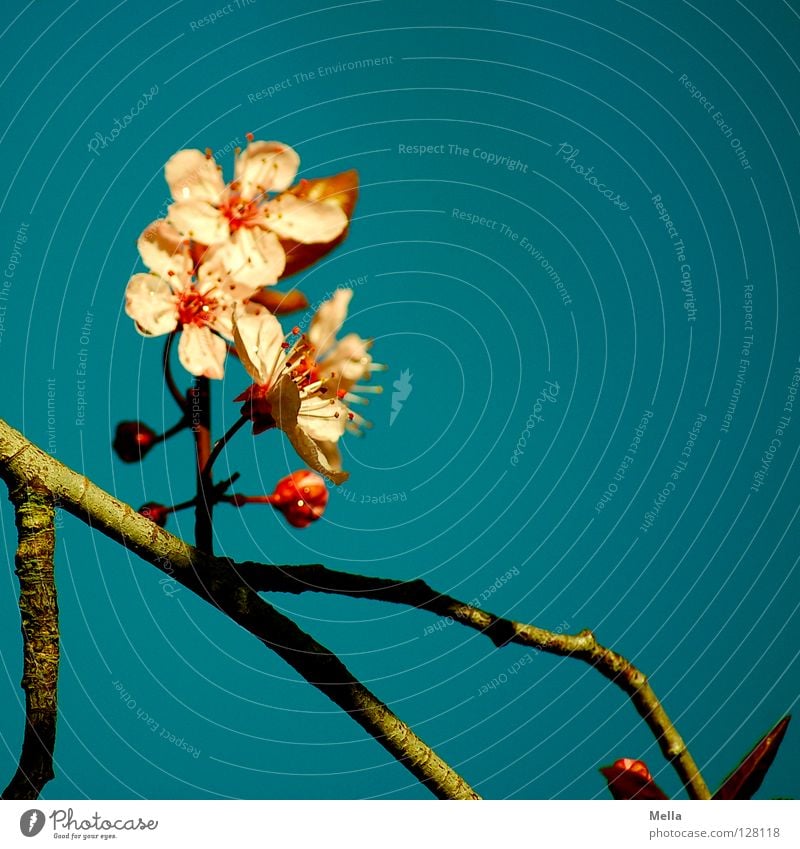 japanese spring Blüte Baum Sträucher rosa zart Blühend austreiben Frühling Fernost Asien Chinesisch Beleuchtung Garten Park Ast Zweig Blütenknospen Himmel blau