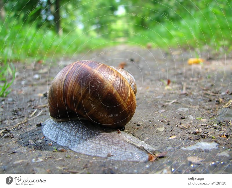 Snail Natur Nahaufnahme Makroaufnahme snail snail shell track colors animals