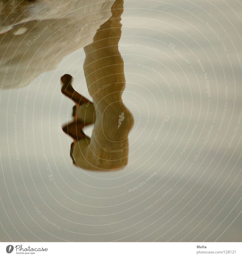Spiegelei Umwelt Natur Tier Wasser Teich See Vogel Schwan 1 außergewöhnlich natürlich grau weiß Wasseroberfläche wellig Reflexion & Spiegelung verkehrt Farbfoto