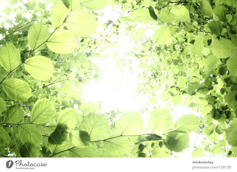 sommerfrische Licht grün Baum Sommer Frühling Durchblick Blatt Holzmehl Wald knackig harmonisch ruhig beruhigend Stress Blütenknospen mick morley tree fresh
