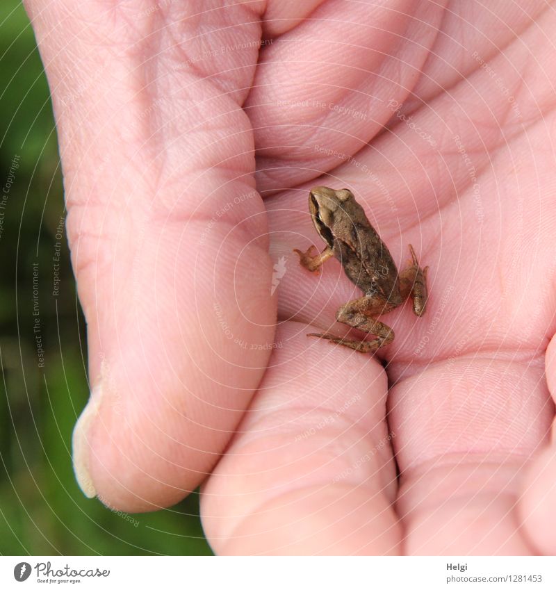 kleiner Prinz... Mensch Hand Finger Umwelt Natur Tier Sommer Wildtier Frosch 1 Tierjunges festhalten Blick sitzen warten außergewöhnlich einzigartig braun grün
