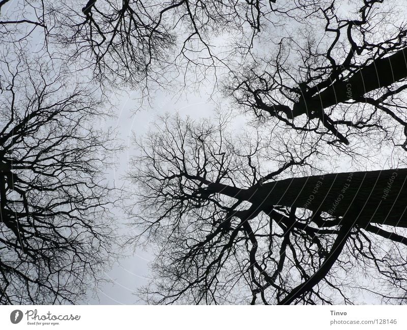 Blick zum Himmel Baum Baumkrone Winter Geäst Wald Ast Zweig hoch Schatten Natur schwarz grau hell-blau
