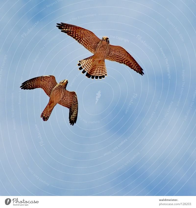 Zwei Falken eins Turmfalke Vogel Wolken Zusammensein Brunft Schwanz Umweltschutz Greifvogel Himmel Schwanzfedern gegen Tauben Taubenplage paarweise Tierpaar
