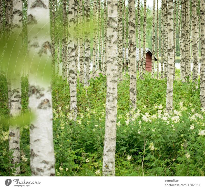 Versteckt im Birkenwald Erholung ruhig Spa Ferien & Urlaub & Reisen Tourismus Freiheit Sommer Sommerurlaub Strand Häusliches Leben Klima Pflanze Baum