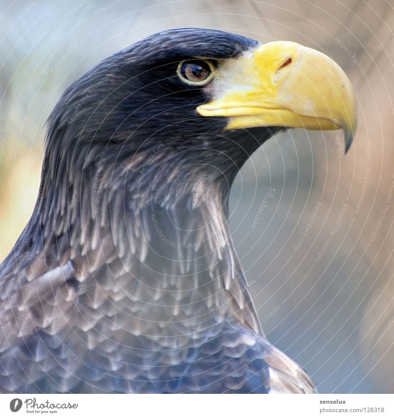 Adlerauge sei wachsam Greifvogel Vogel Wachsamkeit Schnabel schön Stolz beobachten Vorsicht Natur Blick Sehschärfe Auge