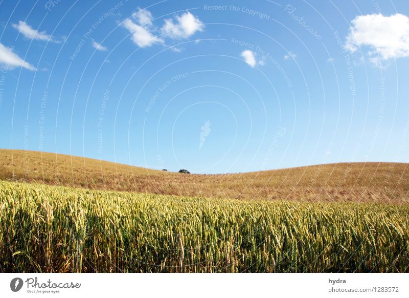 Sanfte Hügel mit Kornfeld vor blauen Himmel mit weißen Wolken Getreide Vollkorn Bioprodukte Vegetarische Ernährung Gesunde Ernährung Ferien & Urlaub & Reisen