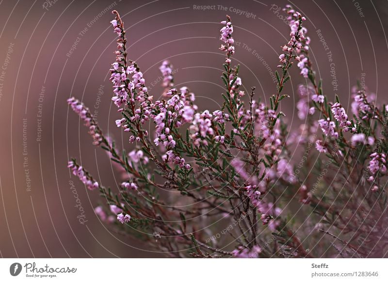 altmodisch in braunrosa blüht die Heide Heidekraut blühende Heide heimische Wildpflanze nordische Romantik nordische Natur poetisch nordische Pflanzen malerisch