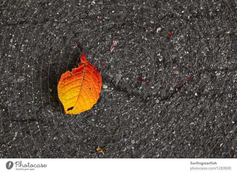 Vom Baum gefallenes Blatt im Herbst Natur Pflanze alt unten gelb orange Senior Ende Farbe Verfall Vergänglichkeit Asphalt Tod welken Farbfoto Außenaufnahme Tag