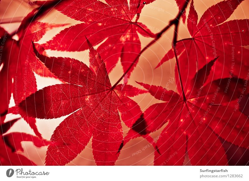 Herbstlaub im Gegenlicht Natur Pflanze Sonnenlicht Blatt Ahorn hängen ästhetisch natürlich Spitze Wärme rot Farbe Vergänglichkeit Momiji Farbfoto Außenaufnahme