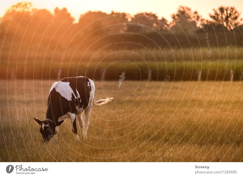 Muh Landwirtschaft Forstwirtschaft Natur Landschaft Pflanze Tier Himmel Sonne Sonnenaufgang Sonnenuntergang Sonnenlicht Sommer Schönes Wetter Baum Gras