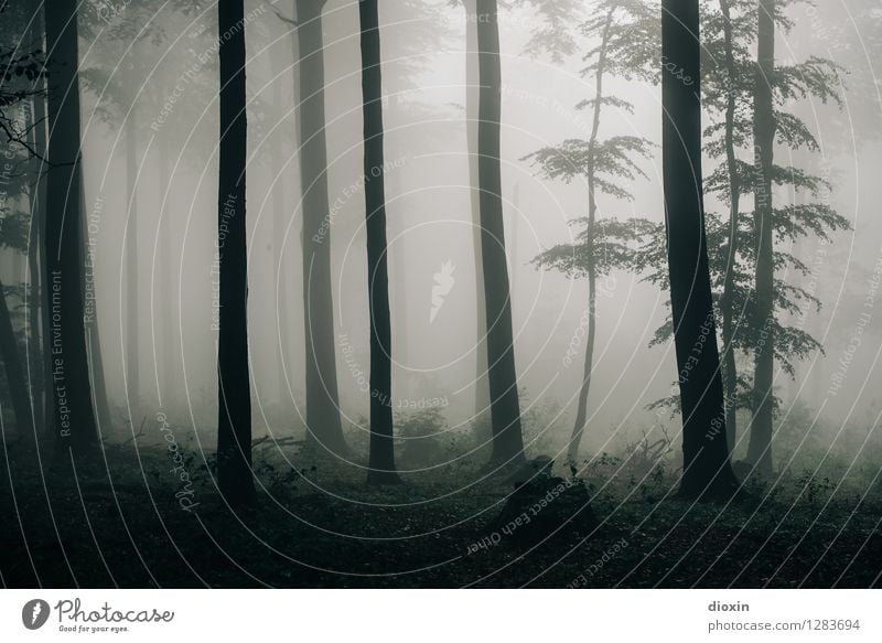Nachdemregenwald [14] Ausflug wandern Umwelt Natur Landschaft Pflanze Herbst Klima Wetter schlechtes Wetter Nebel Regen Baum Wald Urwald Pfälzerwald Wachstum