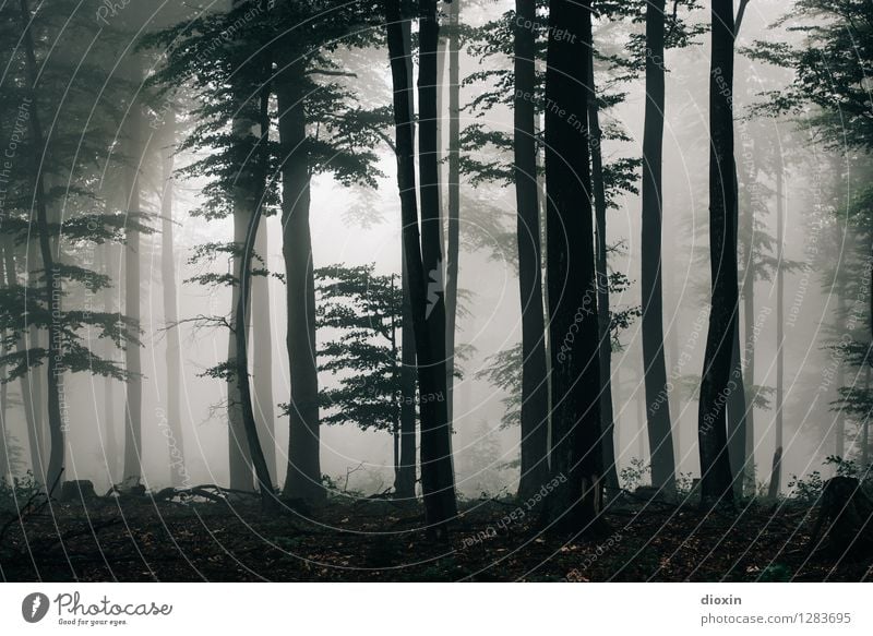 Nachdemregenwald [13] Ausflug wandern Umwelt Natur Landschaft Pflanze Herbst Klima Wetter schlechtes Wetter Nebel Regen Baum Wald Urwald Pfälzerwald Wachstum