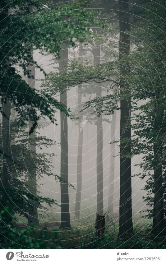 Nachdemregenwald [15] Ausflug wandern Umwelt Natur Landschaft Pflanze Herbst Klima Wetter schlechtes Wetter Nebel Regen Baum Wald Urwald Pfälzerwald Wachstum