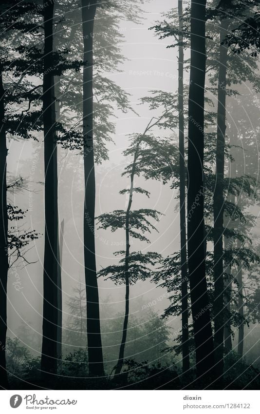 Nachdemregenwald [8] Ausflug wandern Umwelt Natur Pflanze Herbst Klima Nebel Regen Baum Wald Urwald Pfälzerwald Wachstum nass natürlich feucht feuchtkalt