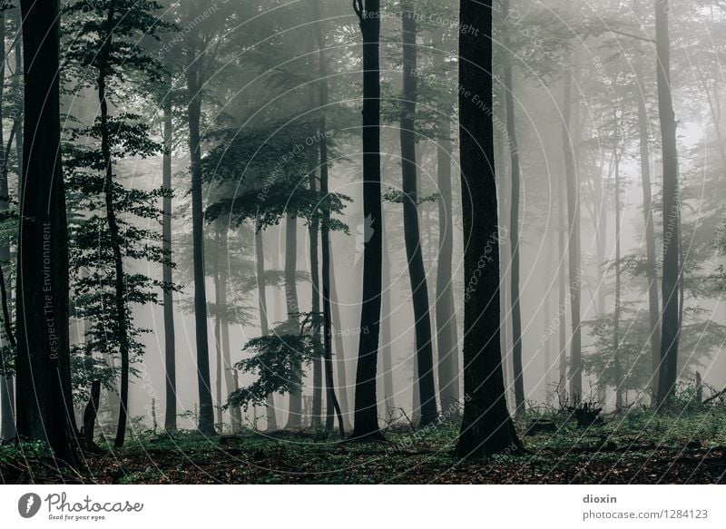 Nachdemregenwald [11] Ausflug wandern Umwelt Natur Landschaft Pflanze Herbst Klima Wetter Nebel Regen Baum Wald Urwald Pfälzerwald Wachstum nass natürlich ruhig
