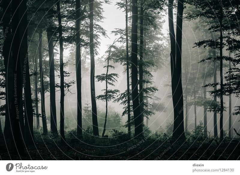Nachdemregenwald [12] Ausflug wandern Umwelt Natur Landschaft Pflanze Herbst Klima Wetter Nebel Regen Baum Wald Urwald Pfälzerwald Wachstum nass natürlich ruhig