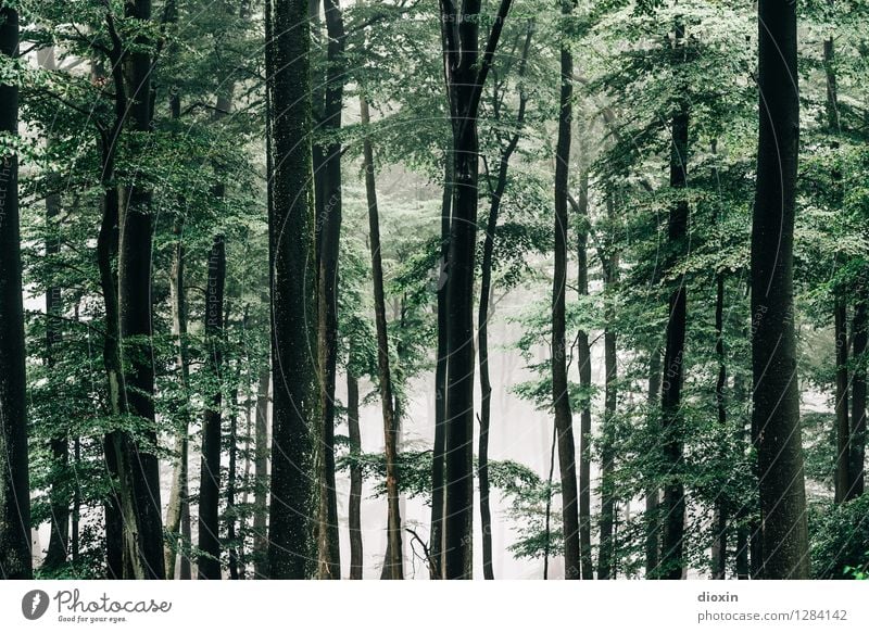 Nachdemregenwald [16] Ausflug wandern Umwelt Natur Landschaft Pflanze Herbst Klima Wetter schlechtes Wetter Nebel Regen Baum Wald Urwald Wachstum kalt nass
