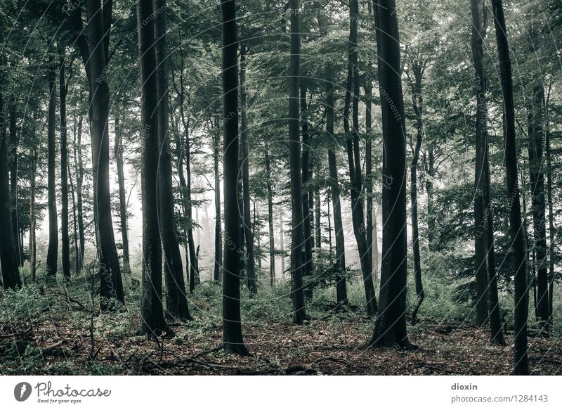 Nachdemregenwald [18] Umwelt Natur Landschaft Pflanze Herbst Wetter Nebel Baum Wildpflanze Wald Urwald Pfälzerwald Wachstum nass natürlich Farbfoto