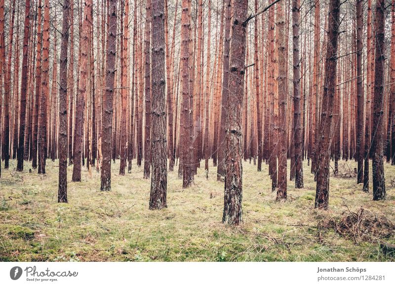 Waldstück Umwelt Natur Landschaft Pflanze Baum Außenaufnahme kahl Nadelwald Mecklenburg-Vorpommern wandern viele voll Durchblick gleich Wachstum aufwärts