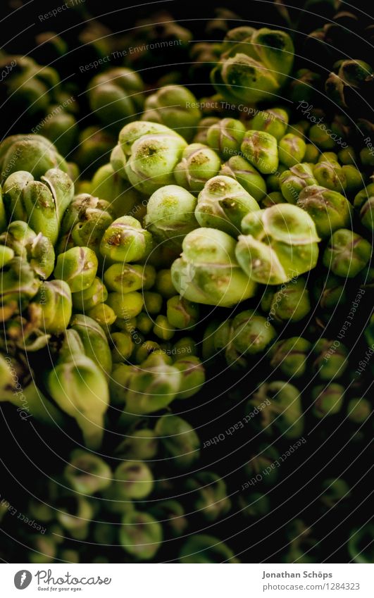 Der Brokkoli I Lebensmittel Gemüse Ernährung Gesunde Ernährung Speise Essen Foodfotografie Bioprodukte Vegetarische Ernährung Slowfood Fingerfood ästhetisch